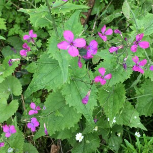 Photographie n°2884402 du taxon Lunaria annua L.