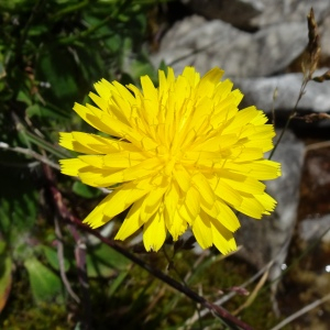 Scorzoneroides duboisii (Sennen) Greuter (Liondent de Dubois)