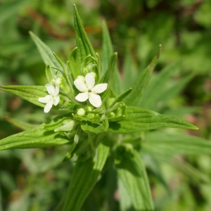Photographie n°2888056 du taxon Lithospermum officinale L. [1753]