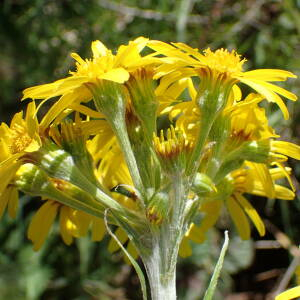 Photographie n°2890503 du taxon Tephroseris helenitis subsp. helenitis 