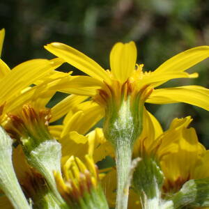 Photographie n°2890505 du taxon Tephroseris helenitis subsp. helenitis 