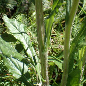 Photographie n°2890506 du taxon Tephroseris helenitis subsp. helenitis 