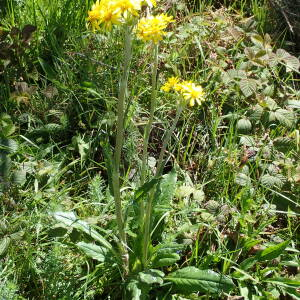 Photographie n°2890507 du taxon Tephroseris helenitis subsp. helenitis 