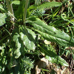 Photographie n°2890508 du taxon Tephroseris helenitis subsp. helenitis 