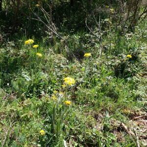 Photographie n°2890509 du taxon Tephroseris helenitis subsp. helenitis 