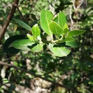 Photographie n°2890591 du taxon Rhamnus alaternus subsp. alaternus