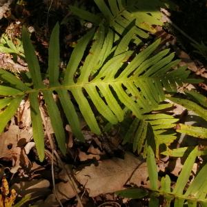 Photographie n°2890595 du taxon Polypodium cambricum subsp. cambricum