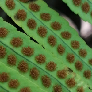 Photographie n°2890596 du taxon Polypodium cambricum subsp. cambricum