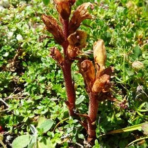 Photographie n°2890617 du taxon Orobanche alba Stephan ex Willd. [1800]