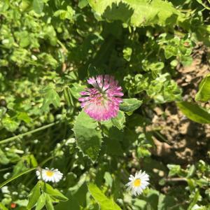 Photographie n°2891015 du taxon Trifolium pratense L.