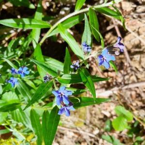 Photographie n°2891064 du taxon Buglossoides purpurocaerulea (L.) I.M.Johnst. [1954]
