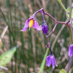 Solanum dulcamara