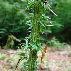 Photographie n°2893143 du taxon Cirsium palustre (L.) Scop. [1772]