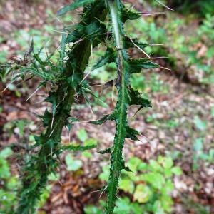 Photographie n°2893144 du taxon Cirsium palustre (L.) Scop. [1772]