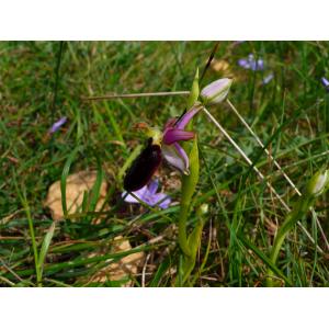 Ophrys pseudobertolonii subsp. catalaunica (O.Danesch & E.Danesch) H.Baumann & Künkele (Ophrys de Catalogne)