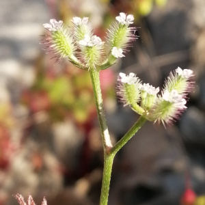  - Torilis leptophylla (L.) Rchb.f. [1867]