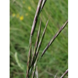 Bromopsis erecta (Huds.) Fourr. subsp. erecta (Brome des prés)