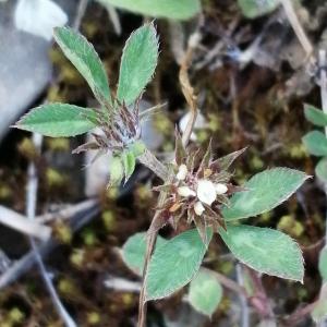  - Trifolium scabrum subsp. scabrum