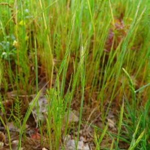  - Vulpia ciliata subsp. ciliata