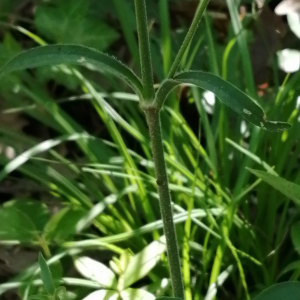 Photographie n°2895367 du taxon Silene italica (L.) Pers. [1805]