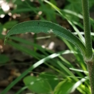 Photographie n°2895368 du taxon Silene italica (L.) Pers. [1805]