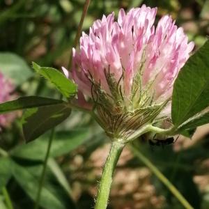 Photographie n°2895379 du taxon Trifolium pratense L. [1753]