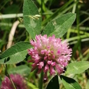 Photographie n°2895381 du taxon Trifolium pratense L. [1753]