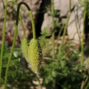 Photographie n°2895405 du taxon Papaver rhoeas L. [1753]