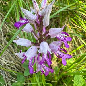 Orchis militaris