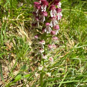Neotinea ustulata