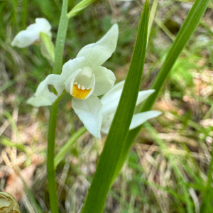 Cephalanthera longifolia