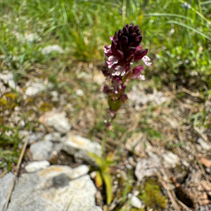 Neotinea ustulata