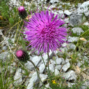 Carduus defloratus