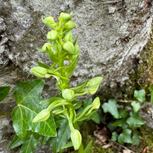 Platanthera bifolia