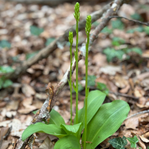 Platanthera bifolia