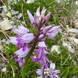 Orchis militaris