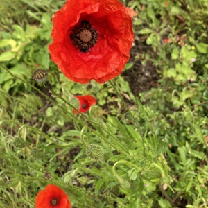 Photographie n°2897598 du taxon Papaver rhoeas L.