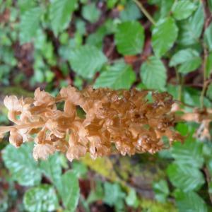 Photographie n°2897610 du taxon Neottia nidus-avis (L.) Rich. [1817]