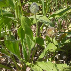 Photographie n°2902698 du taxon Plantago lagopus L.