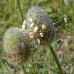 Photographie n°2902699 du taxon Plantago lagopus L.