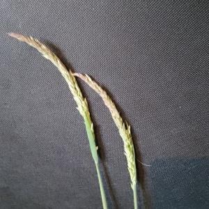 Photographie n°2904194 du taxon Holcus lanatus L. [1753]