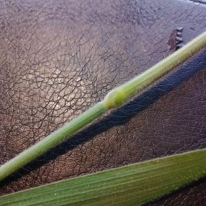 Photographie n°2904195 du taxon Holcus lanatus L. [1753]