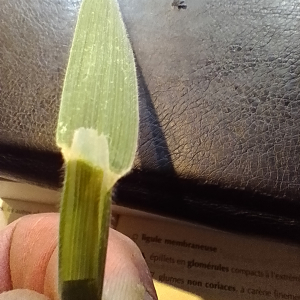 Photographie n°2904196 du taxon Holcus lanatus L. [1753]