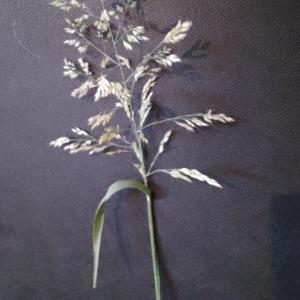 Photographie n°2904197 du taxon Holcus lanatus L. [1753]