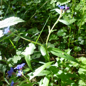 Photographie n°2904229 du taxon Buglossoides purpurocaerulea (L.) I.M.Johnst. [1954]