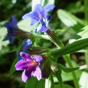 Photographie n°2904231 du taxon Buglossoides purpurocaerulea (L.) I.M.Johnst. [1954]