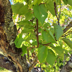 Photographie n°2908443 du taxon Prunus armeniaca L. [1753]