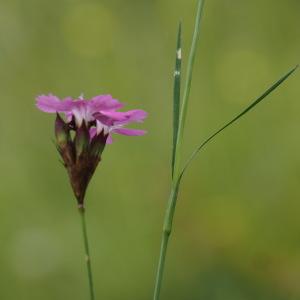 Photographie n°2908647 du taxon Dianthus carthusianorum L. [1753]