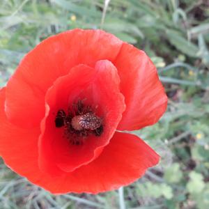 Photographie n°2908662 du taxon Papaver rhoeas L. [1753]