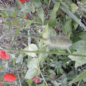 Photographie n°2908663 du taxon Papaver rhoeas L. [1753]